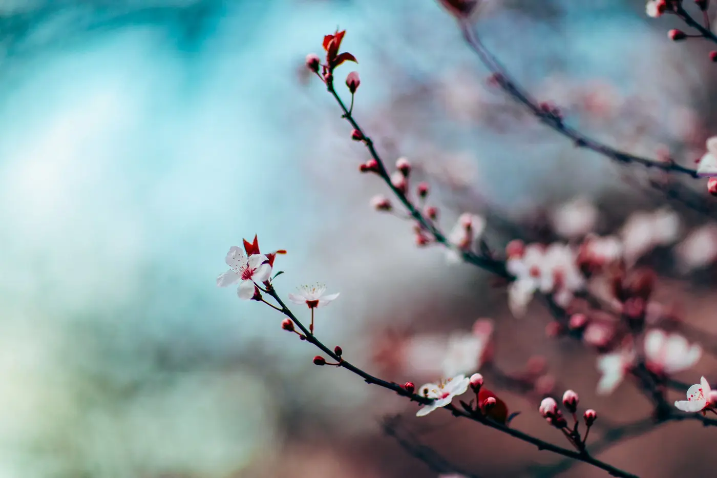 Spring As Eternal Hope