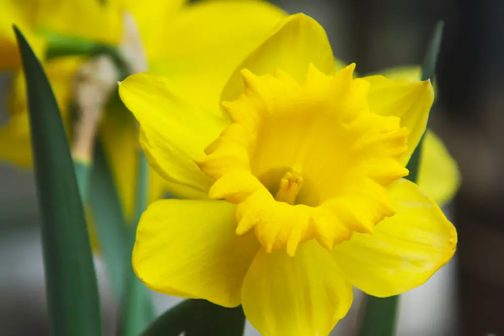 Daffodils