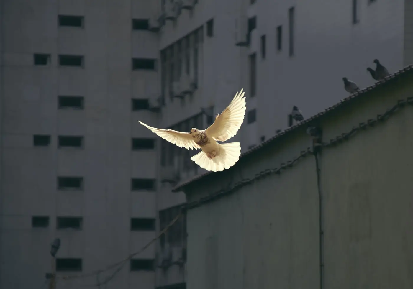 How We Celebrate Peace: International Day of Peace 2020