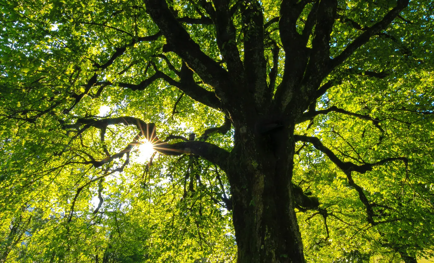 More Than One Way to Climb a Tree