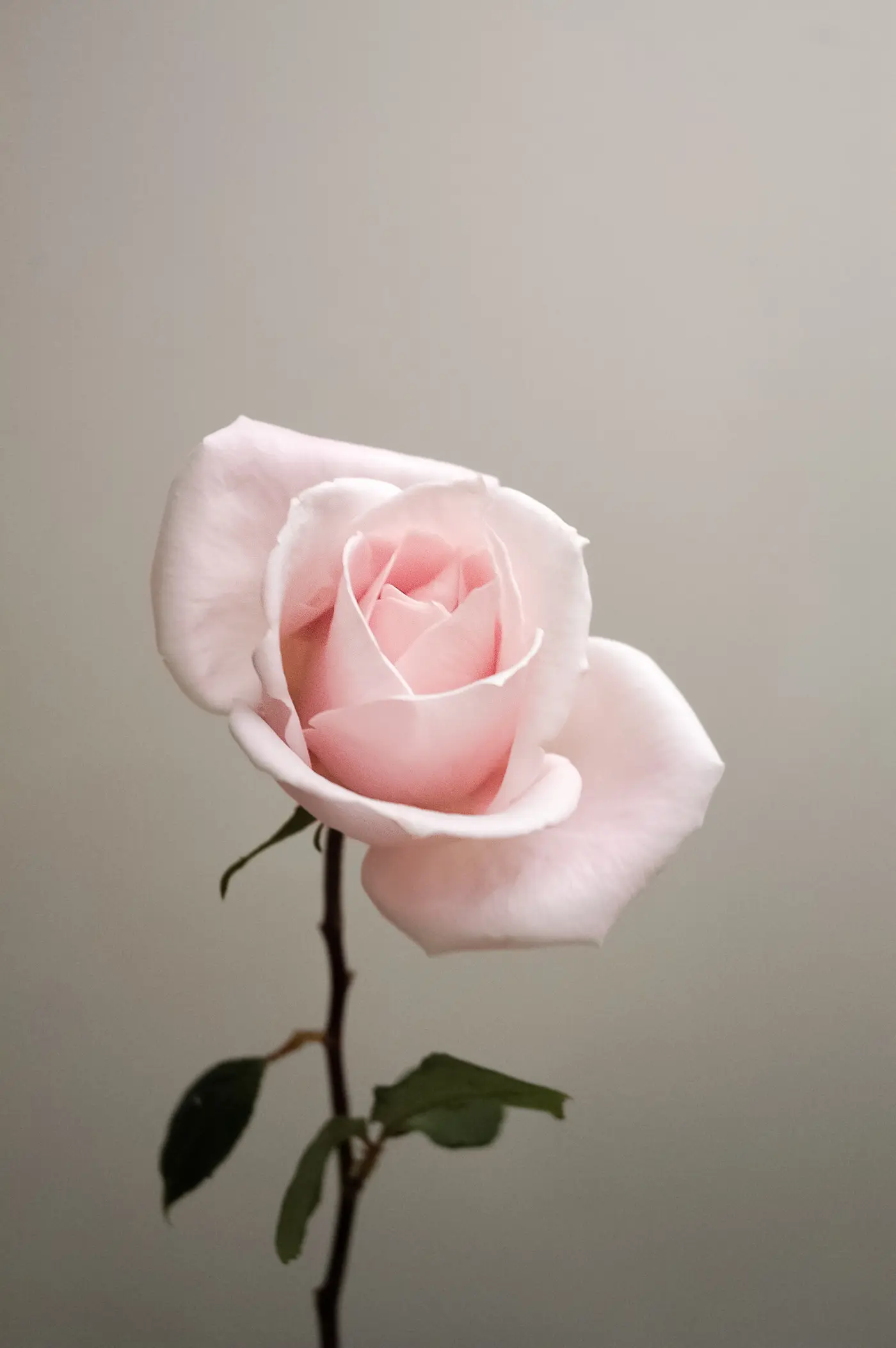 The Roses That They Are
