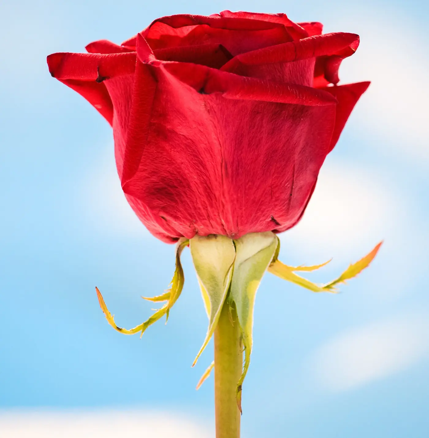 Thorn, Rose, Bud